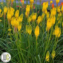 'KNIPHOFIA 'SOLAR FLARE'®'